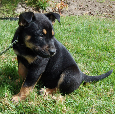 Tonka von Frankfurt sitting 2